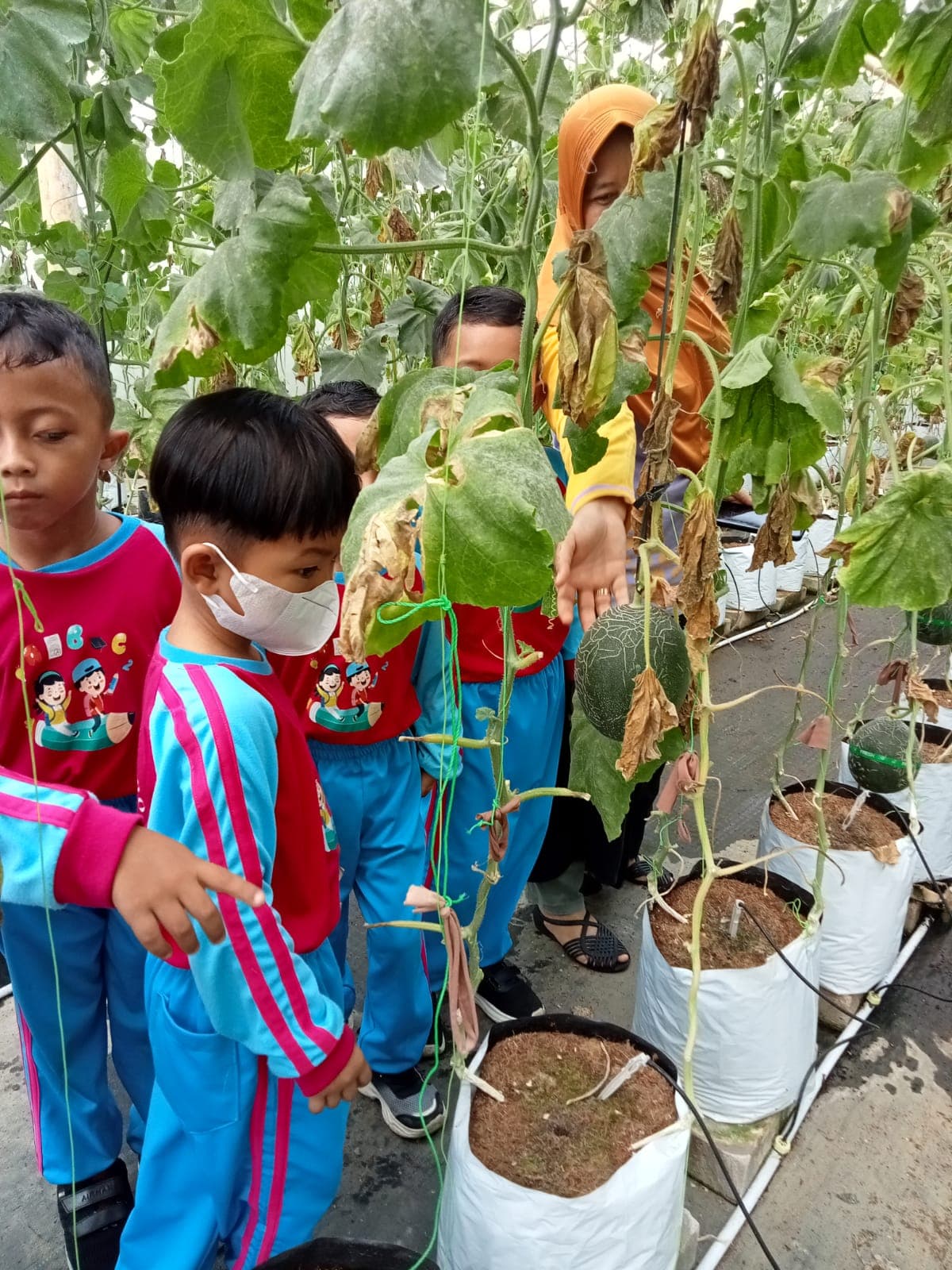 "Petualangan Seru di Kebun Melon: Belajar, Bermain, dan Bergembira" TK Diponegoro 122 Pasir Kidul